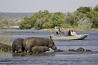 safari-v-okavango-1-560_incontent-3382609